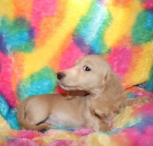 Crème of the Crop Dachshunds English Cream Miniature Dachshund Liora 1