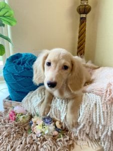 Crème of the Crop Dachshunds English Cream Miniature Dachshund Liora 5