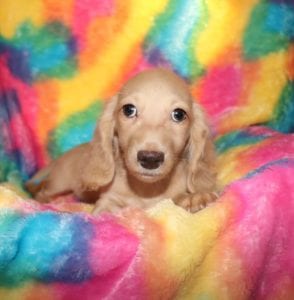Crème of the Crop Dachshunds English Cream Miniature Dachshund Liora 2