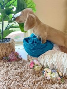 Crème of the Crop Dachshunds English Cream Miniature Dachshund Liora 8