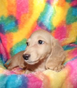 Crème of the Crop Dachshunds English Cream Miniature Dachshund Liora 3