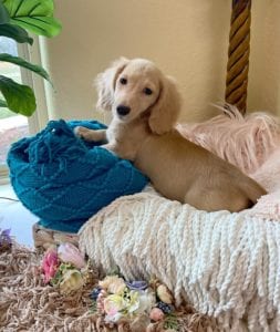 Crème of the Crop Dachshunds English Cream Miniature Dachshund Liora 7