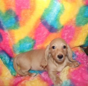 Crème of the Crop Dachshunds English Cream Miniature Dachshund Liora 4