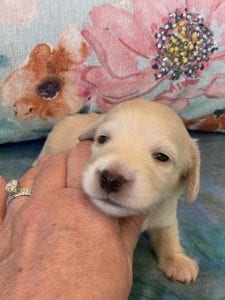 Creme of the Crop Miniature Dachshund Puppy London 1