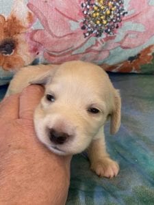 Creme of the Crop Miniature Dachshund Puppy London 2