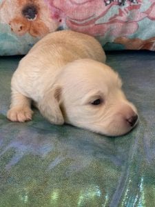 Creme of the Crop Miniature Dachshund Puppy London 3