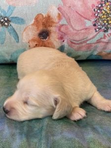 Creme of the Crop Miniature Dachshund Puppy London 4