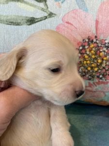 Creme of the Crop Miniature Dachshund Puppy London 5
