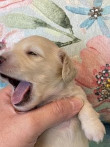 Creme of the Crop Miniature Dachshund Puppy London 6