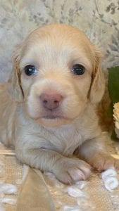 Creme of the Crop Miniature Dachshund Puppy - Londyn 5