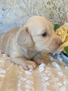 Creme of the Crop Miniature Dachshund Puppy - Londyn 6