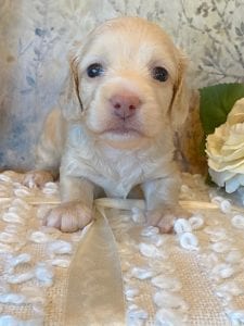 Creme of the Crop Miniature Dachshund Puppy - Londyn 1