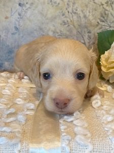 Creme of the Crop Miniature Dachshund Puppy - Londyn 2
