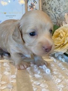 Creme of the Crop Miniature Dachshund Puppy - Londyn 3