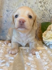 Creme of the Crop Miniature Dachshund Puppy - Londyn 4