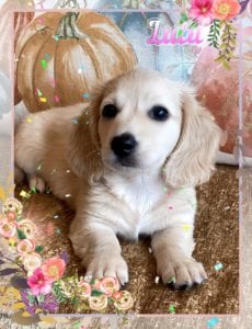 Creme of the Crop Miniature Dachshunds Cream Puppy - Lulu 2