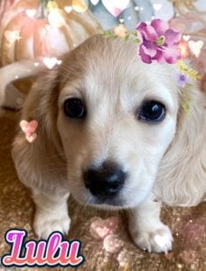 Creme of the Crop Miniature Dachshunds Cream Puppy - Lulu