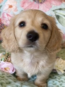 Creme of the Crop Miniature Dachshunds Cream Puppy Butters Luna 1