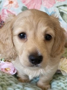 Creme of the Crop Miniature Dachshunds Cream Puppy Butters Luna 2