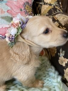 Creme of the Crop Miniature Dachshunds Cream Puppy Butters Luna 3