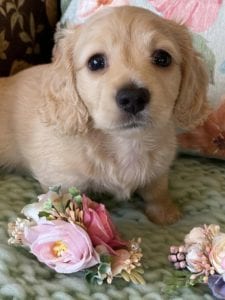 Creme of the Crop Miniature Dachshunds Cream Puppy Butters Luna 4