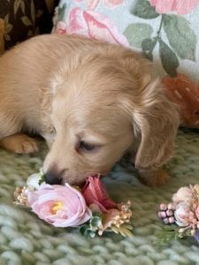 Creme of the Crop Miniature Dachshunds Cream Puppy Butters Luna 5