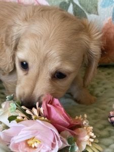 Creme of the Crop Miniature Dachshunds Cream Puppy Butters Luna 6