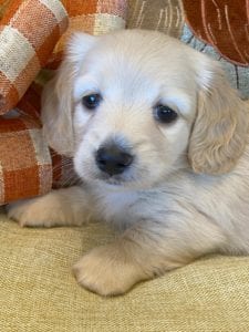 Creme of the Crop Miniature Dachshunds Cream Puppy - Lupini 1
