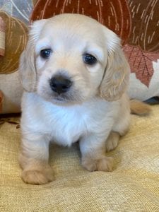 Creme of the Crop Miniature Dachshunds Cream Puppy - Lupini 2