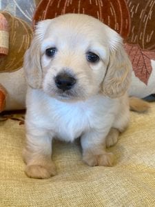 Creme of the Crop Miniature Dachshunds Cream Puppy - Lupini 3