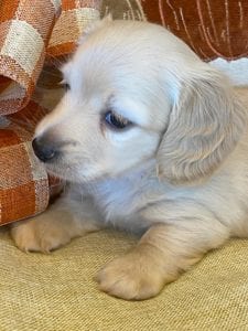 Creme of the Crop Miniature Dachshunds Cream Puppy - Lupini 4