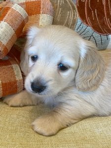 Creme of the Crop Miniature Dachshunds Cream Puppy - Lupini 5