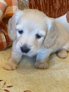 Creme of the Crop Miniature Dachshunds Cream Puppy - Lupini 6