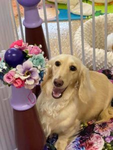 Creme of the Crop Dachshunds - Magnolia Grace