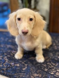 Crème of the Crop English Cream Miniature Dachshunds