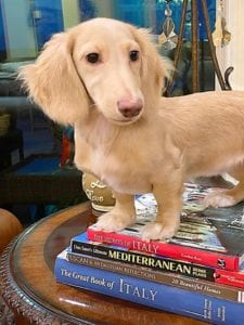 english cream miniature dachshund puppy breeder magnolia grace