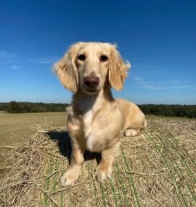 english cream miniature dachshund puppy breeder magnolia grace