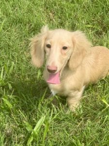 magnolia grace english cream miniature dachshund puppy breeder
