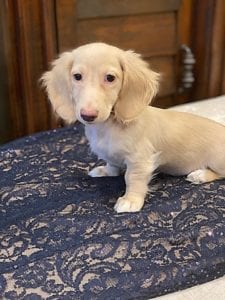 Crème of the Crop English Cream Miniature Dachshunds