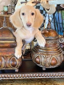 Crème of the Crop English Cream Miniature Dachshunds