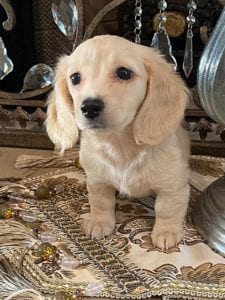 Creme of the Crop Dachshund Puppy - Maize 1