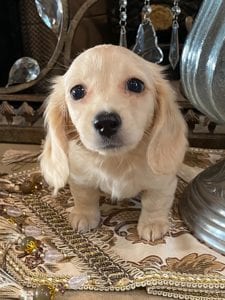 Creme of the Crop Dachshund Puppy - Maize 2