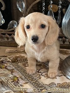 Creme of the Crop Dachshund Puppy - Maize 3