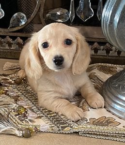 Creme of the Crop Dachshund Puppy - Maize 4