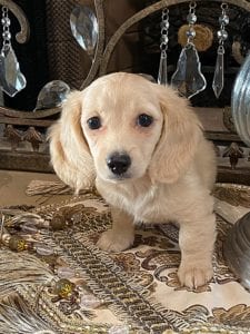 Creme of the Crop Dachshund Puppy - Maize 5