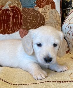 Creme of the Crop Miniature Dachshunds Cream Puppy - Malaki 1