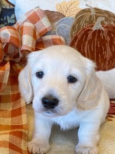 Creme of the Crop Miniature Dachshunds Cream Puppy - Malaki 3