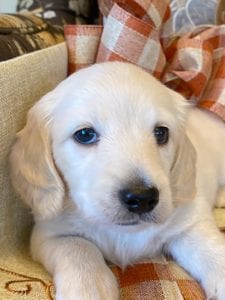 Creme of the Crop Miniature Dachshunds Cream Puppy - Malaki 5