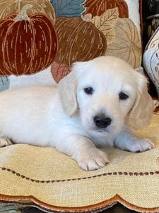 Creme of the Crop Miniature Dachshunds Cream Puppy - Malaki 6