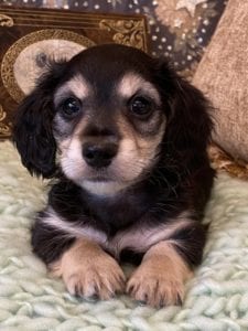 Creme of the Crop Miniature Dachshunds Cream Puppy - Mik 1